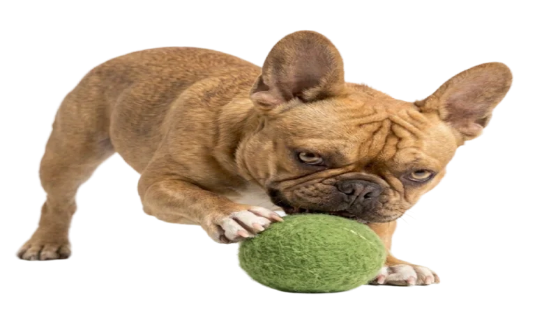 French Bulldog playing with a green ball