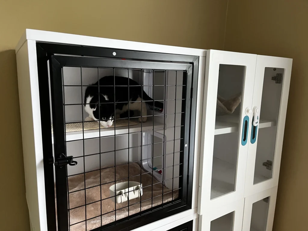 Cat playing and enjoying their stay inside a boarding kennel at ATL Pet Stop cat boarding facility in Atlanta