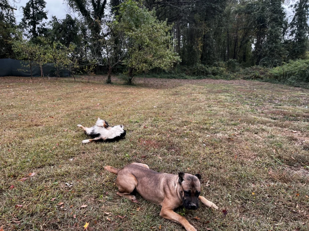 Dogs relaxing in the lush green outdoor play area at ATL Pet Stop pet boarding facility in Atlanta