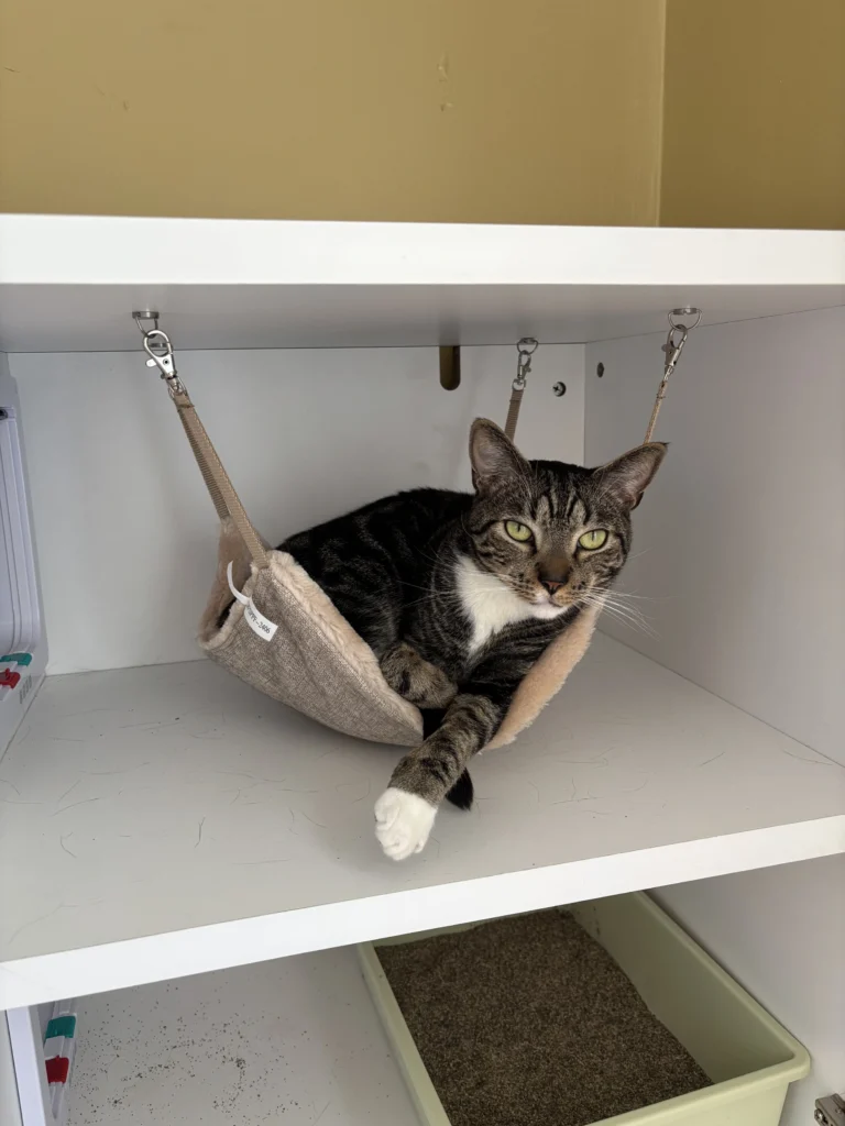 Cat relaxing on a hammock inside a boarding kennel at ATL Pet Stop cat boarding facility in Atlanta