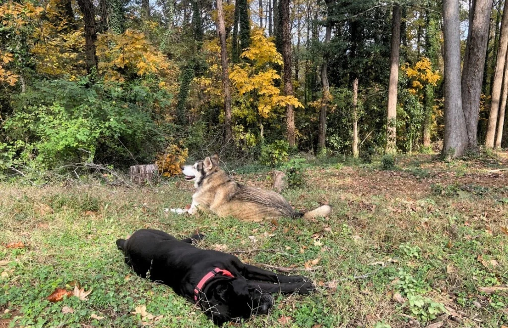 Dogs relaxing in the lush green outdoor play area at ATL Pet Stop pet boarding facility in Atlanta